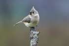 Titmouse, Paridae, Kentucky Art Print